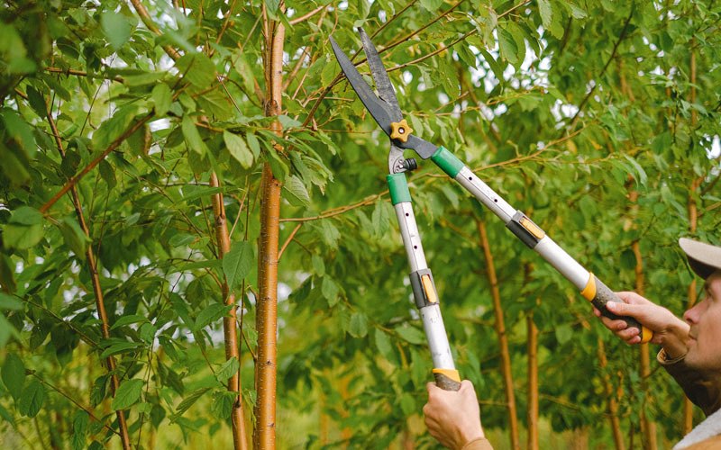 Tree trimming in Renwick, IA